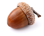From an acorn came a mighty oak.